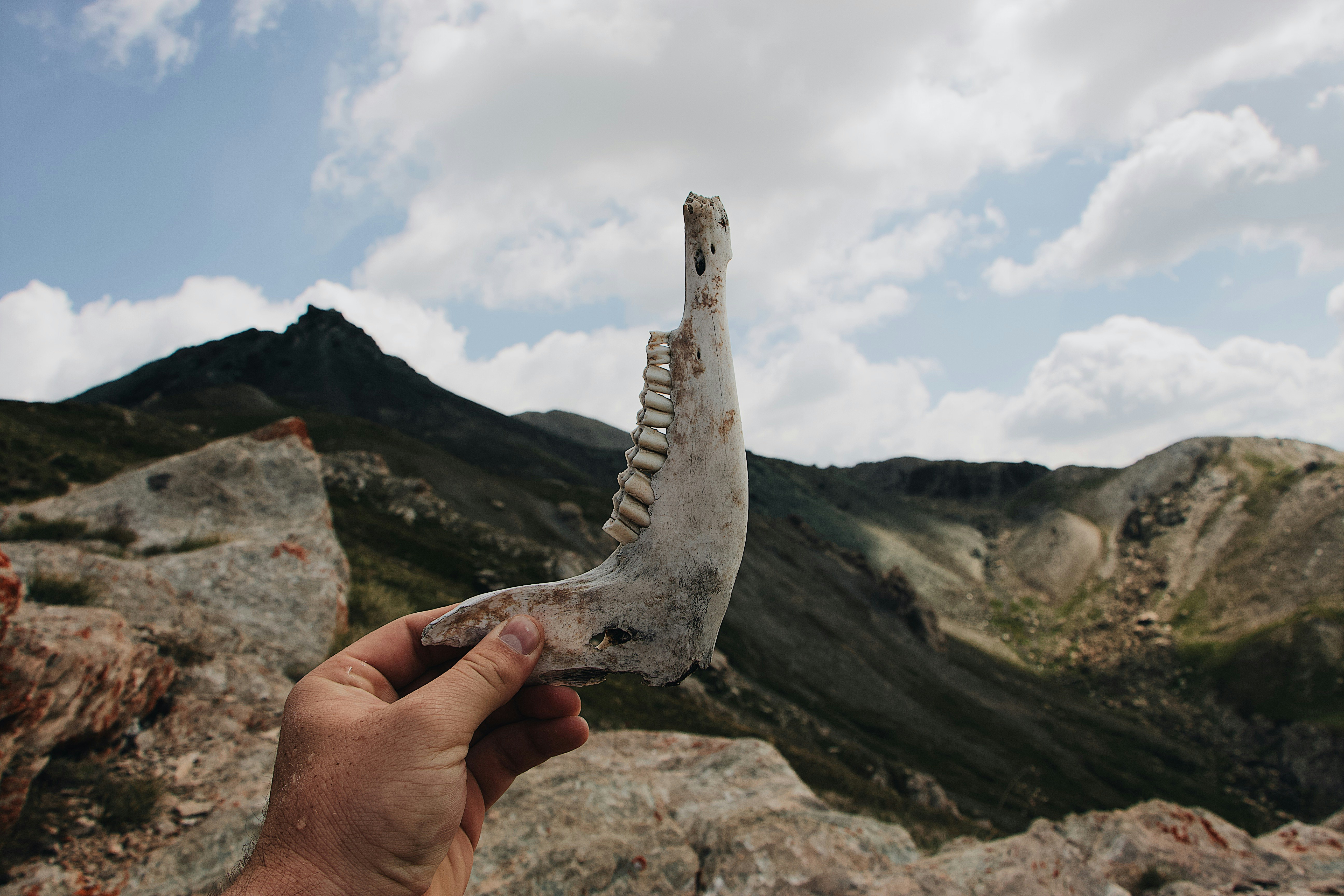 person holding skull fang